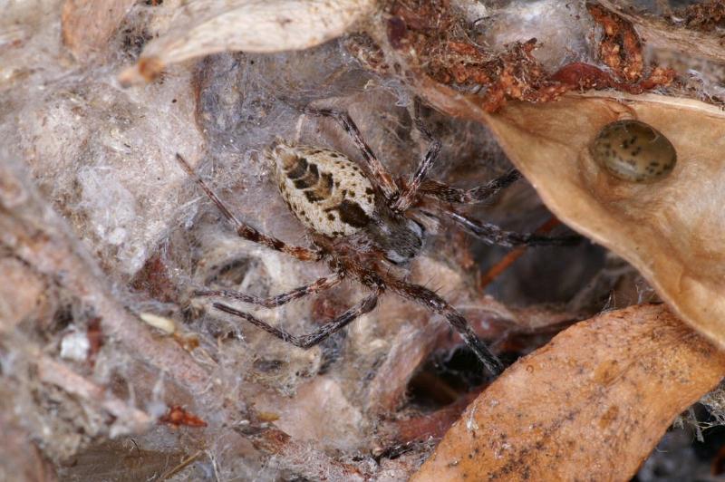 Phryganoporus_canididus_D3608_Z_88_Hamelin pool_Australie.jpg